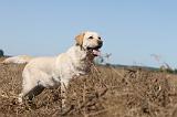 LABRADOR 022